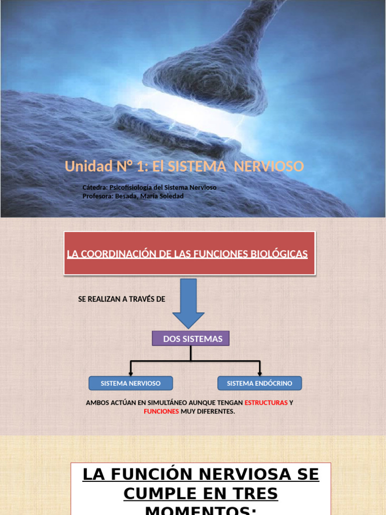 Funciones y Estructura del Sistema Nervioso | PDF | Sinapsis | Sistema ...