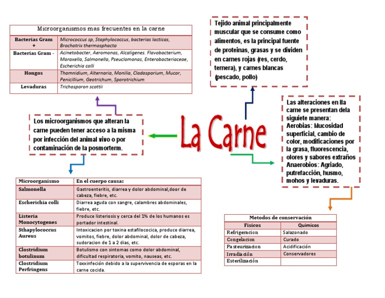 Microorganismos en la carne y su impacto | PDF