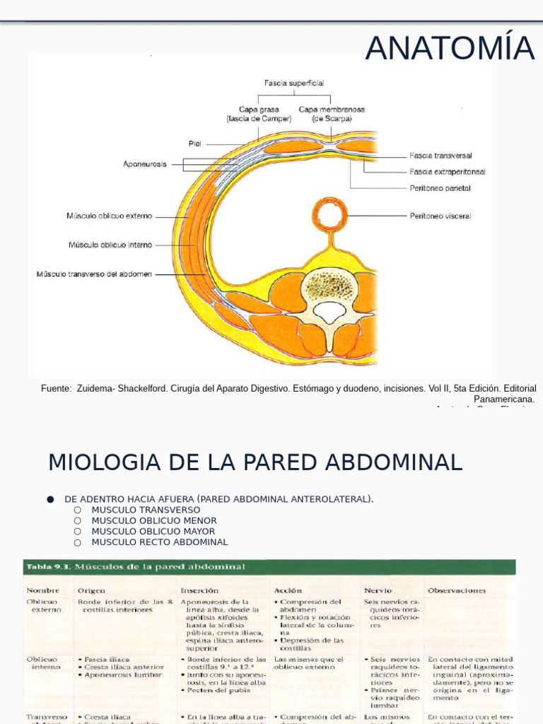 ANAT. QUIRURGICA TORAX Y ABDOMEN (Autoguardado) | PDF | Abdomen | Anatomía