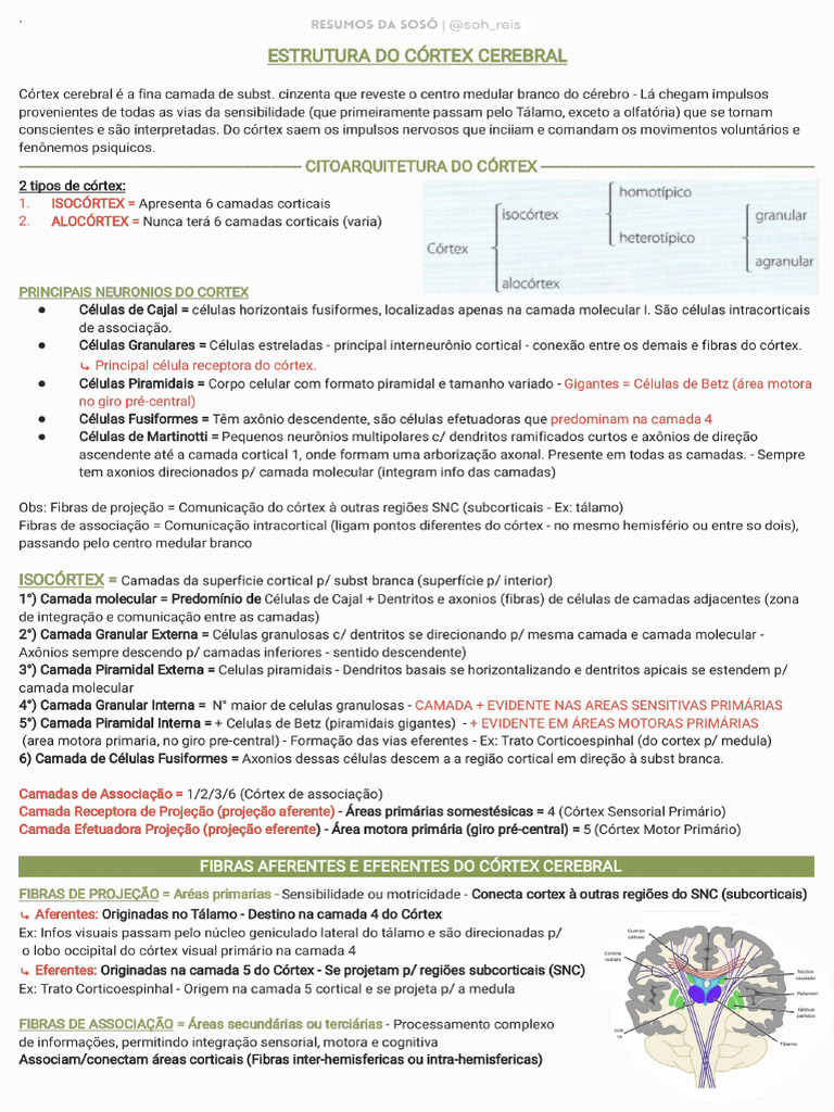 Estrutura Do Córtex Cerebral - 240907 - 001907 | PDF