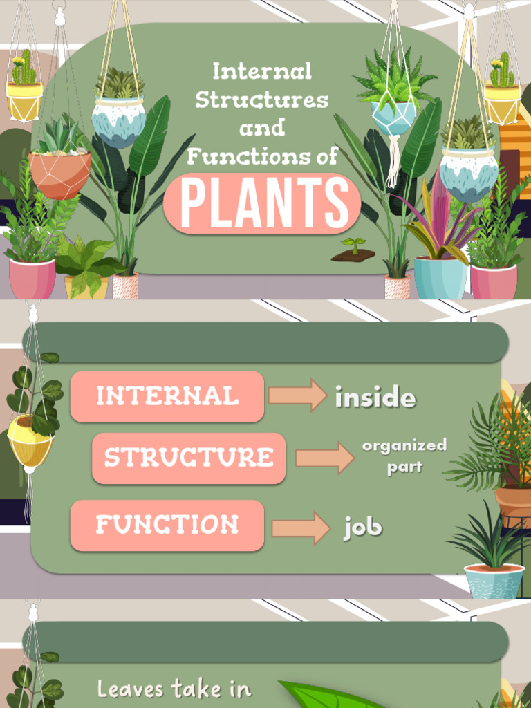 Internal Structures and Functions of Plants | PDF