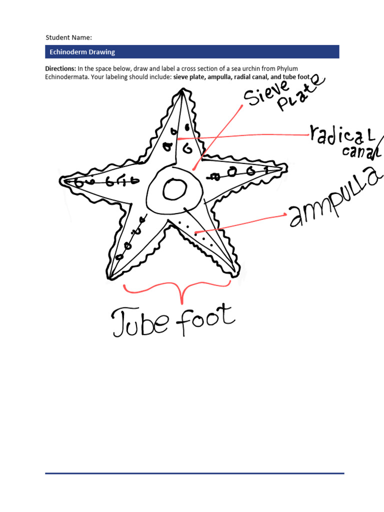 Echinoderm Drawing and Labeling Guide | PDF