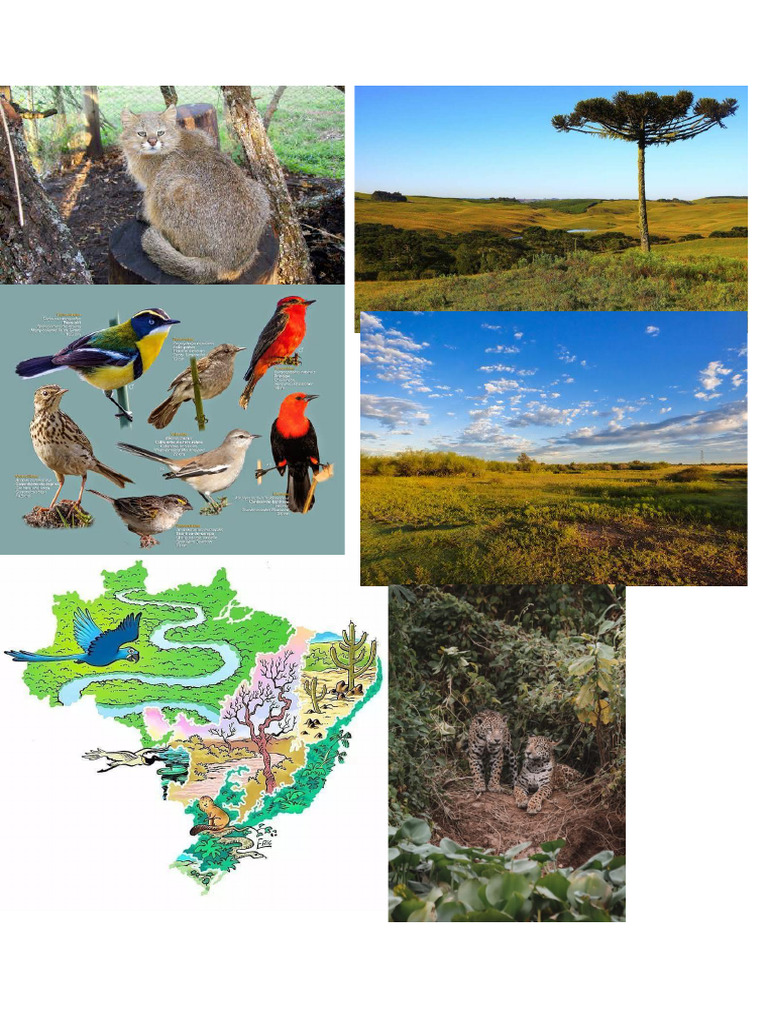 Pampas | PDF