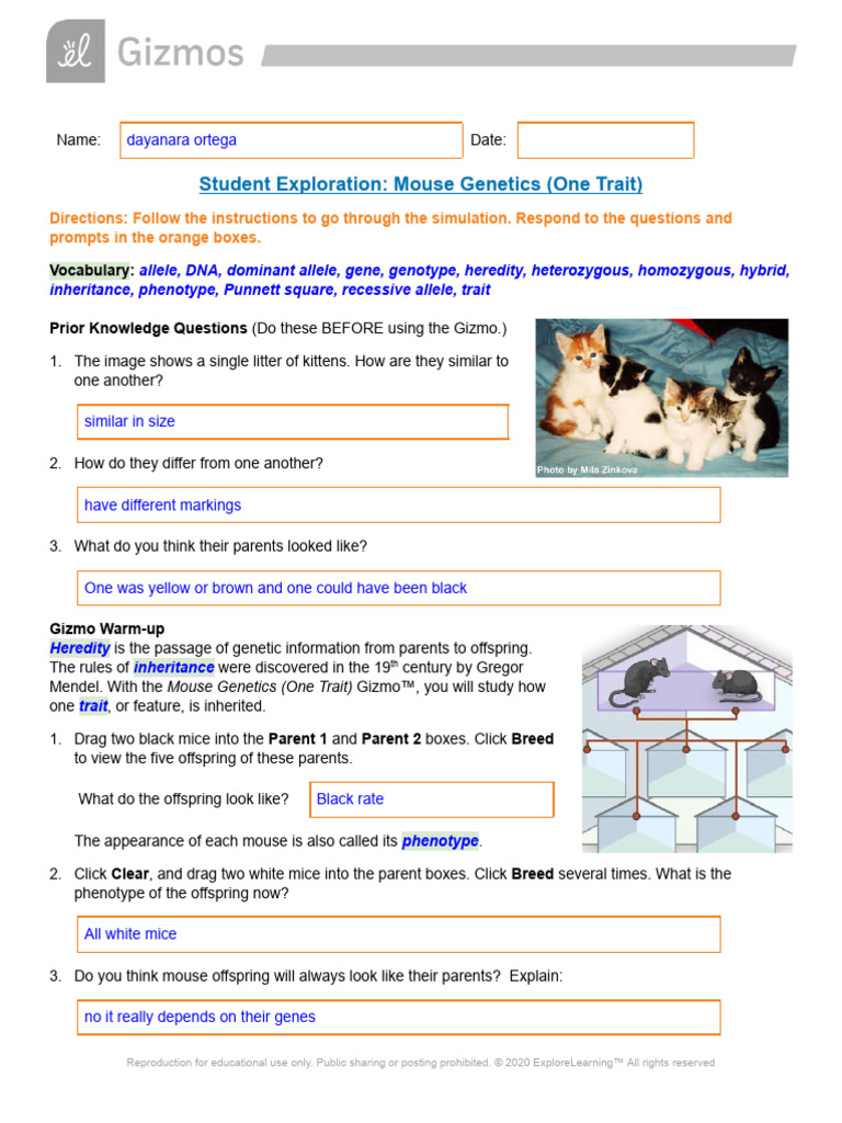 16a - MouseGeneticsSE | PDF | Allele | Dominance (Genetics)