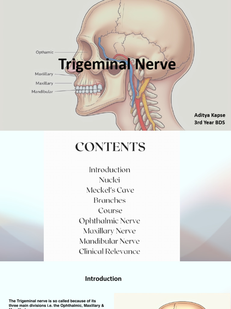 Trigeminal Nerve and Ganglion Overview | PDF | Primate Anatomy ...