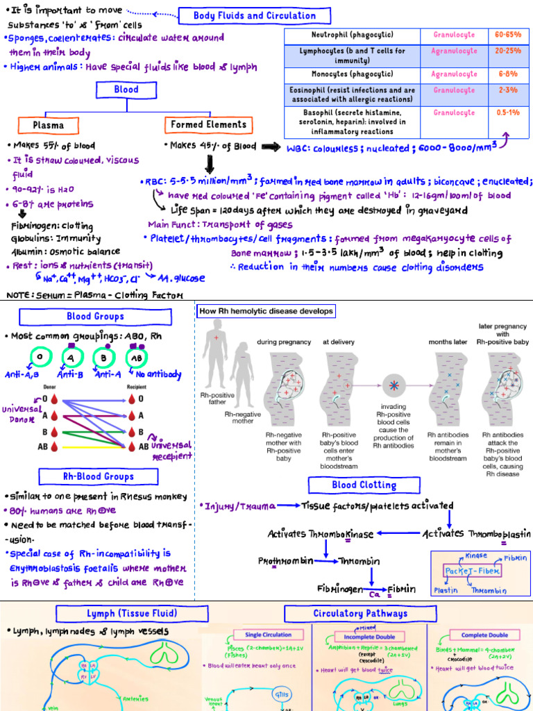 Body Fluids and Circulatory System Overview | PDF