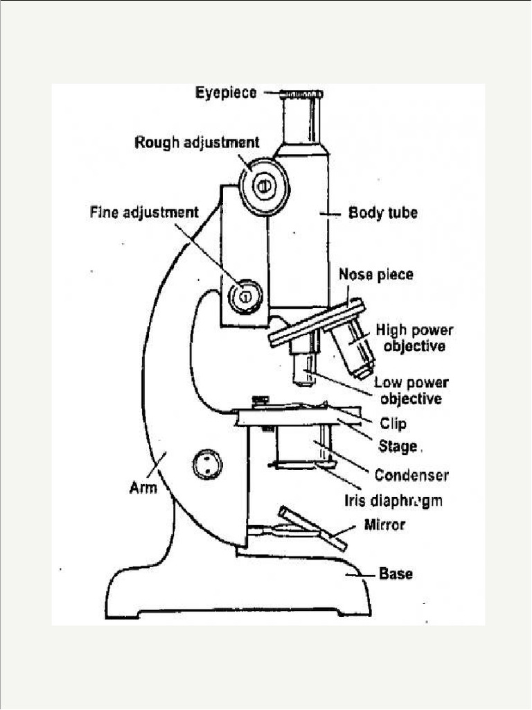 Compound Microscope | PDF