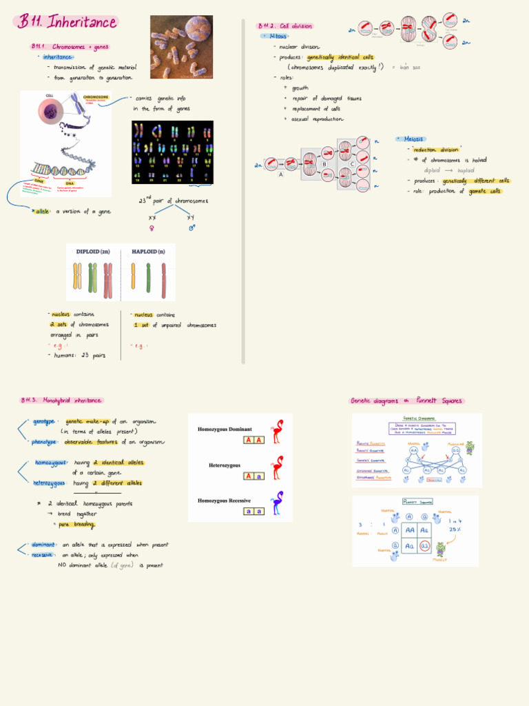 Inheritance and Cell Division Explained | PDF | Ploidy | Genetics