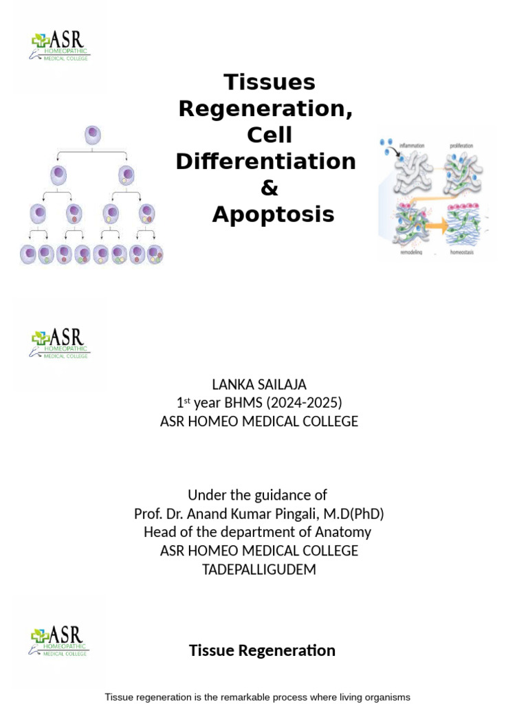 Tissue Regeneration Cell Differentiation and Apoptosis | PDF | Cellular ...