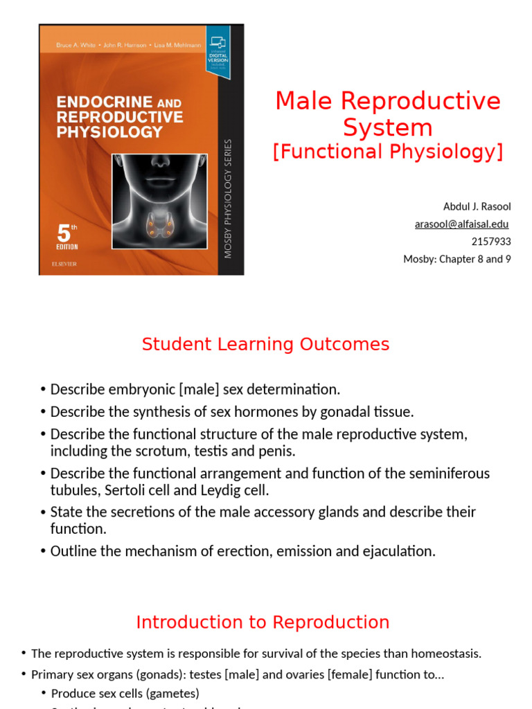 Male Reproductive System Overview | PDF | Testicle | Androgen