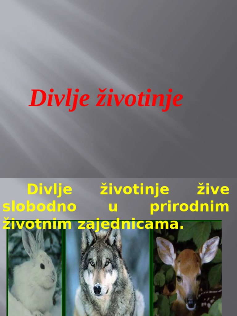Divlje Životinje | PDF