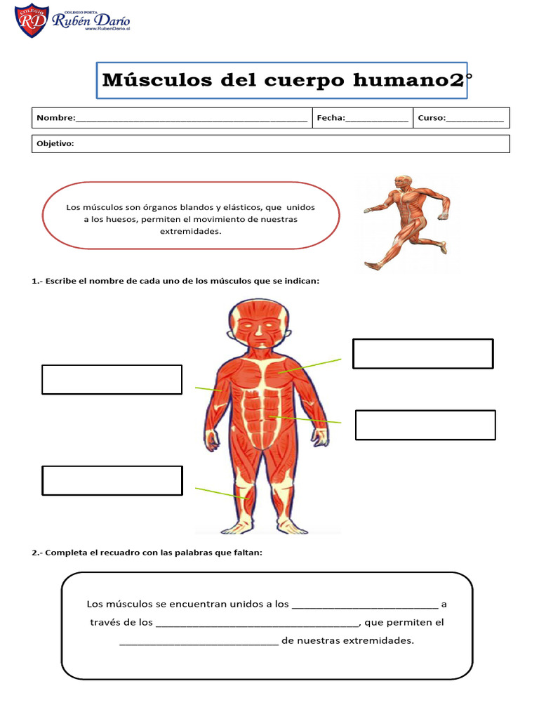 Guía Musculos Del Cuerpo Humano 2° Basico | PDF