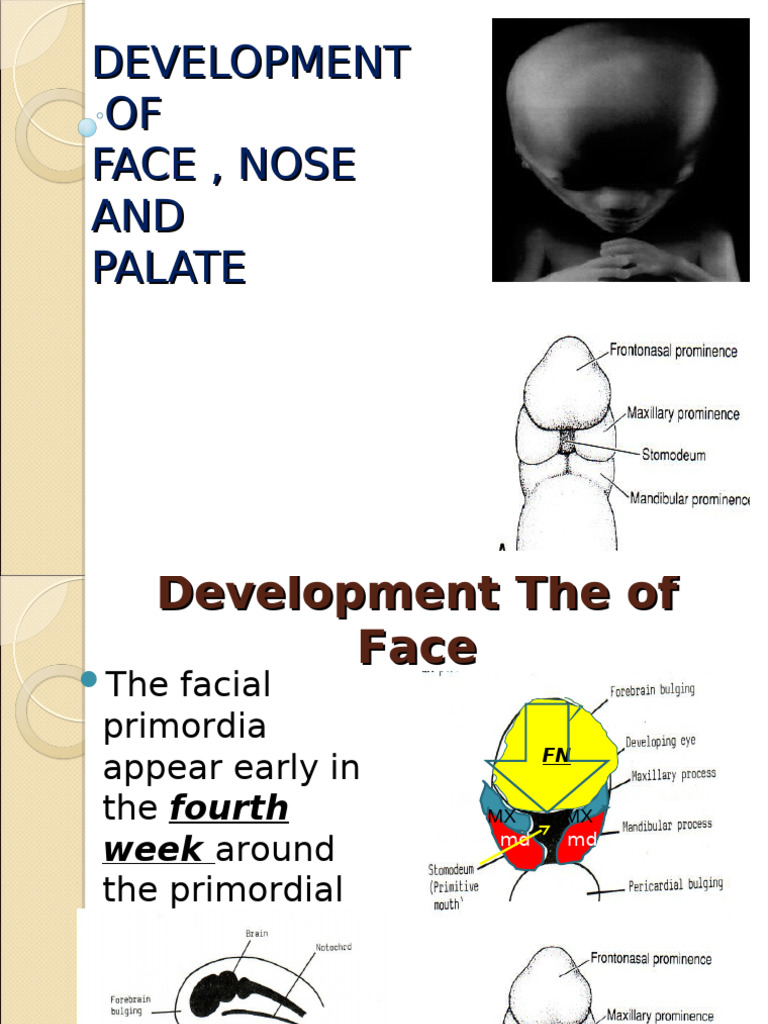 Facial, Nose, and Palate Development | PDF | Human Nose | Human Anatomy