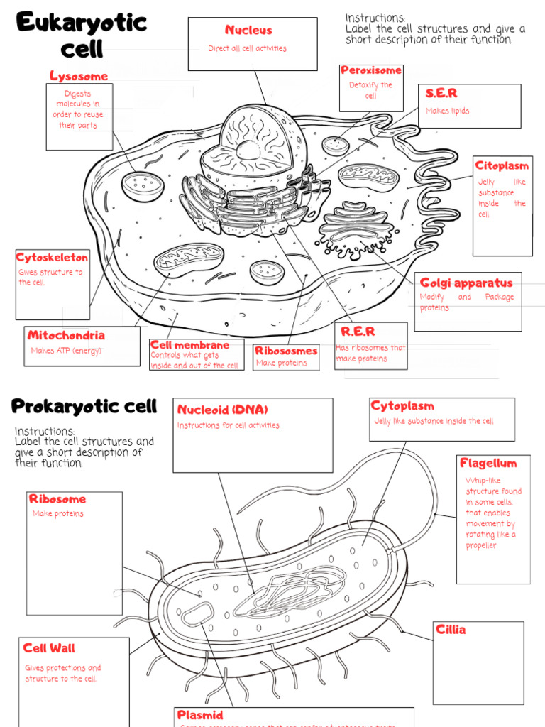 Eukaryotic and Prokaryotic Cell | PDF | Cell (Biology) | Cytoplasm