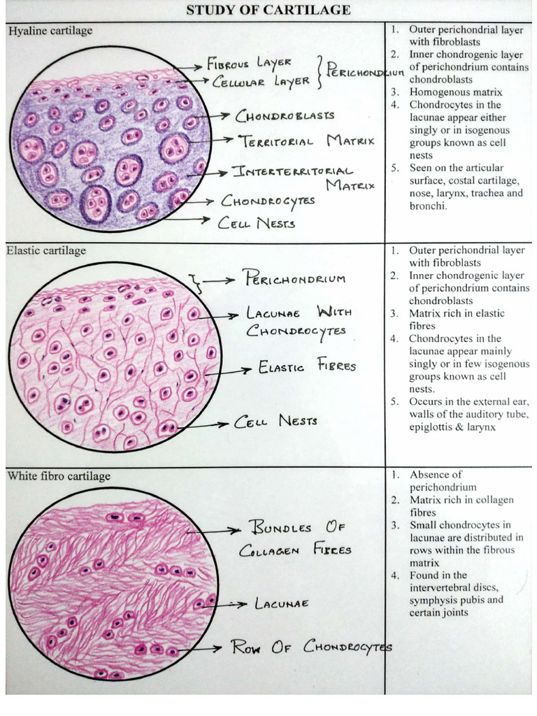 Document Scanning Overview | PDF