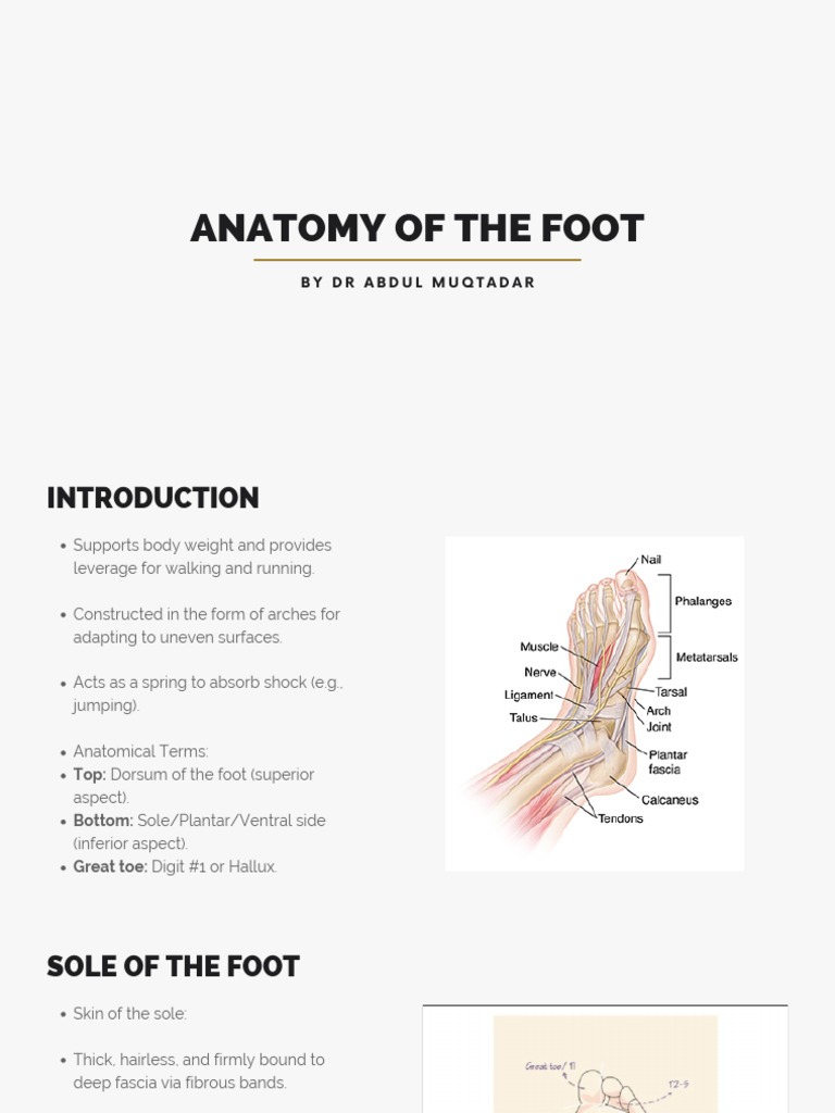 Anatomy of the Foot: Dorsum and Sole | PDF | Foot | Toe
