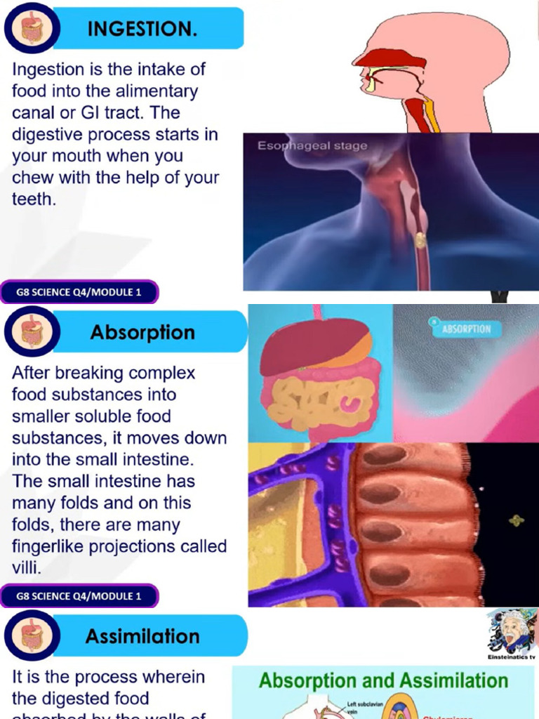 INGESTION | PDF