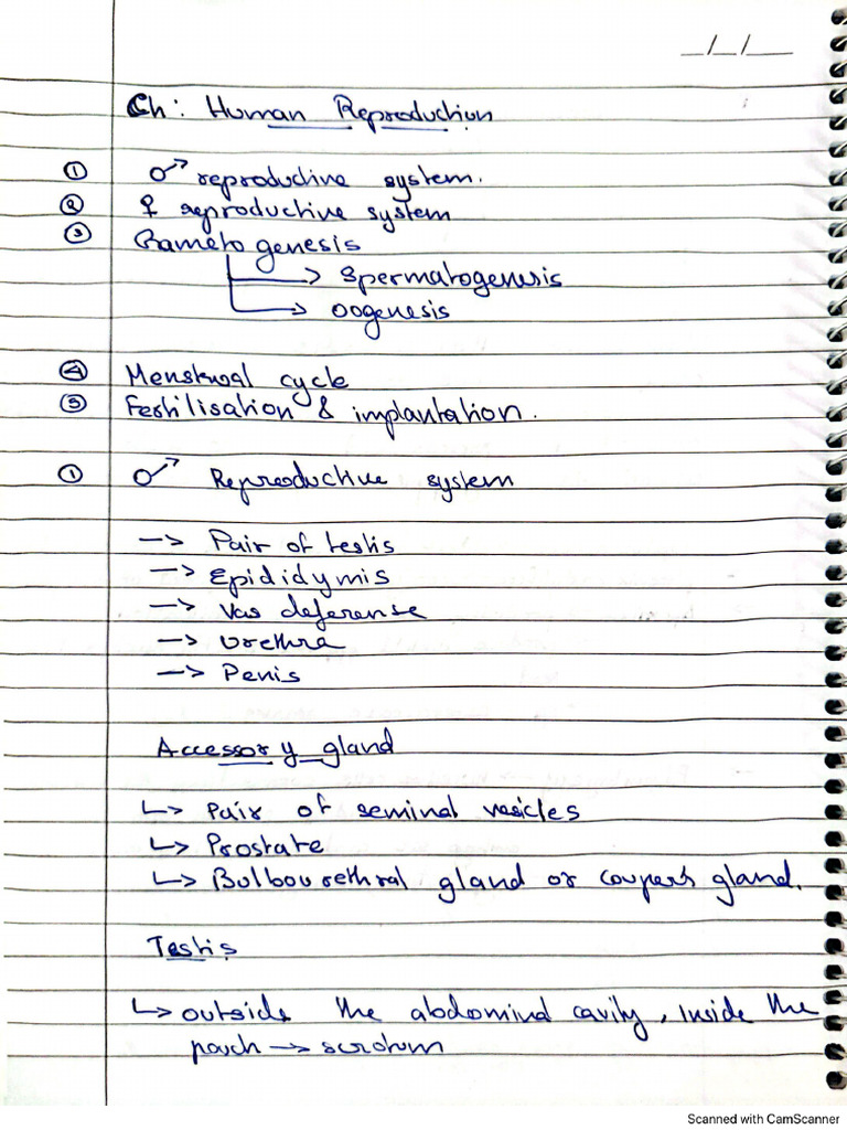 Bio CH Human Reproduction | PDF