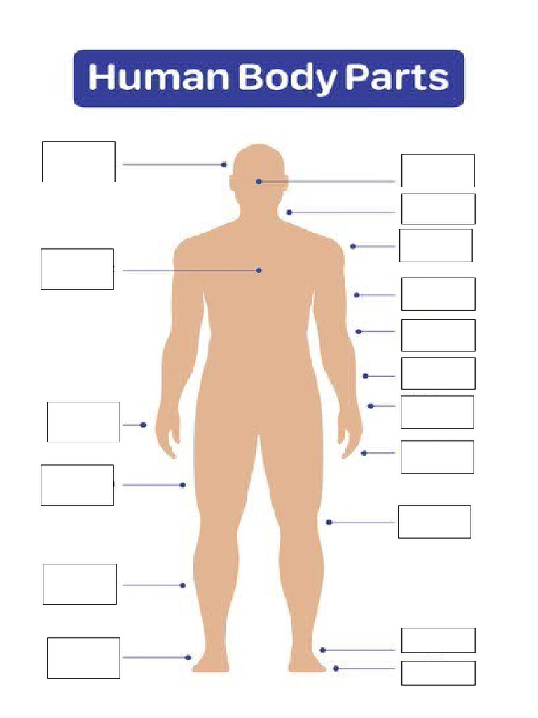 Human Body Parts Chart | PDF