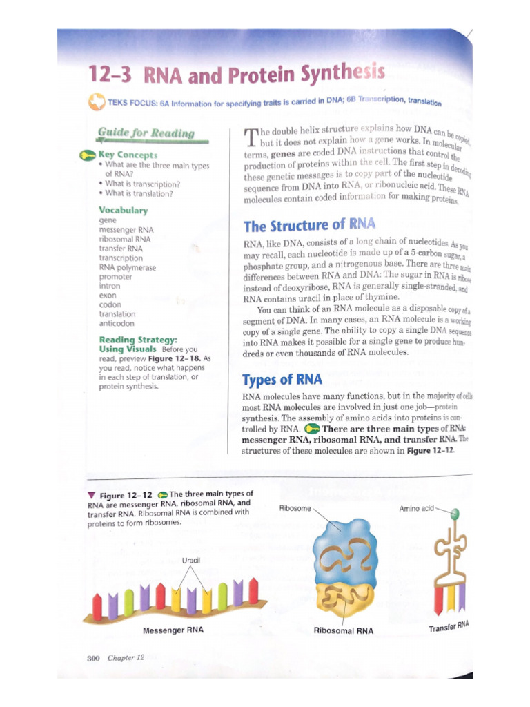 12-3 RNA and Protein Synthesis | PDF