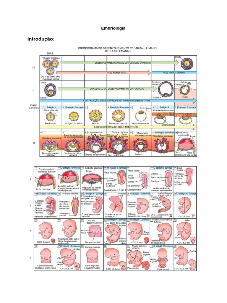 Embriologia | PDF