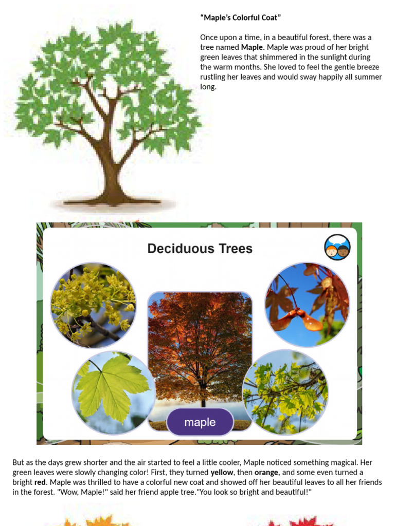 Deciduous Tree | PDF