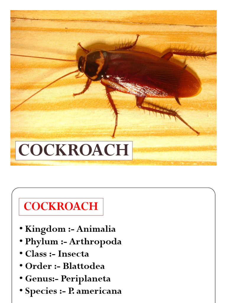 Morphology and Anatomy of Cockroach | PDF | Zoology | Animal Anatomy