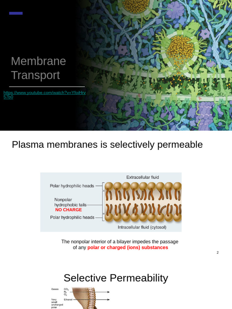 Membrane Transport: Passive & Active Processes | PDF | Cell Membrane ...