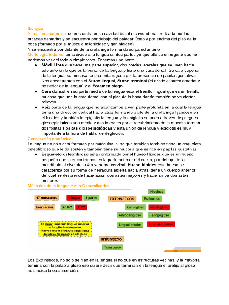 Anatomía y Función de la Lengua | PDF | Lengua | Anatomía humana