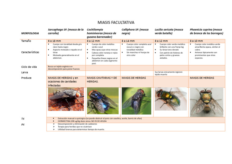 Morfología y Miasis de Moscas Forenses | PDF | Mosca | Color