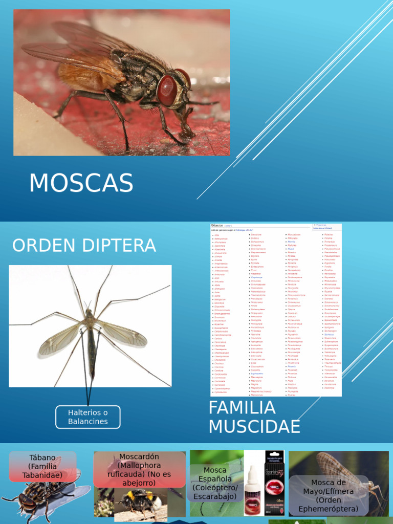 Moscas y Miasis | PDF | Mosca | Insectos