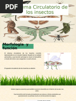 Sistema Circulatorio Abierto en Insectos | PDF | Sistema circulatorio ...