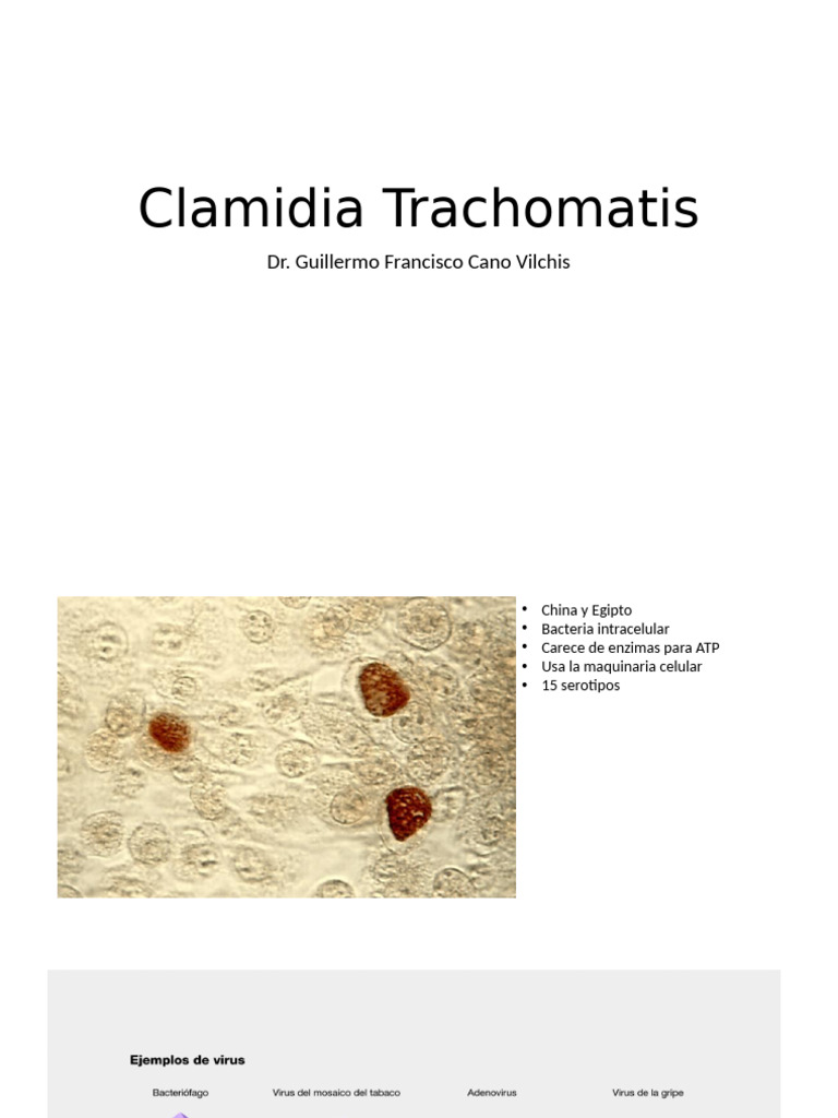 Clamidia Trachomatis | PDF