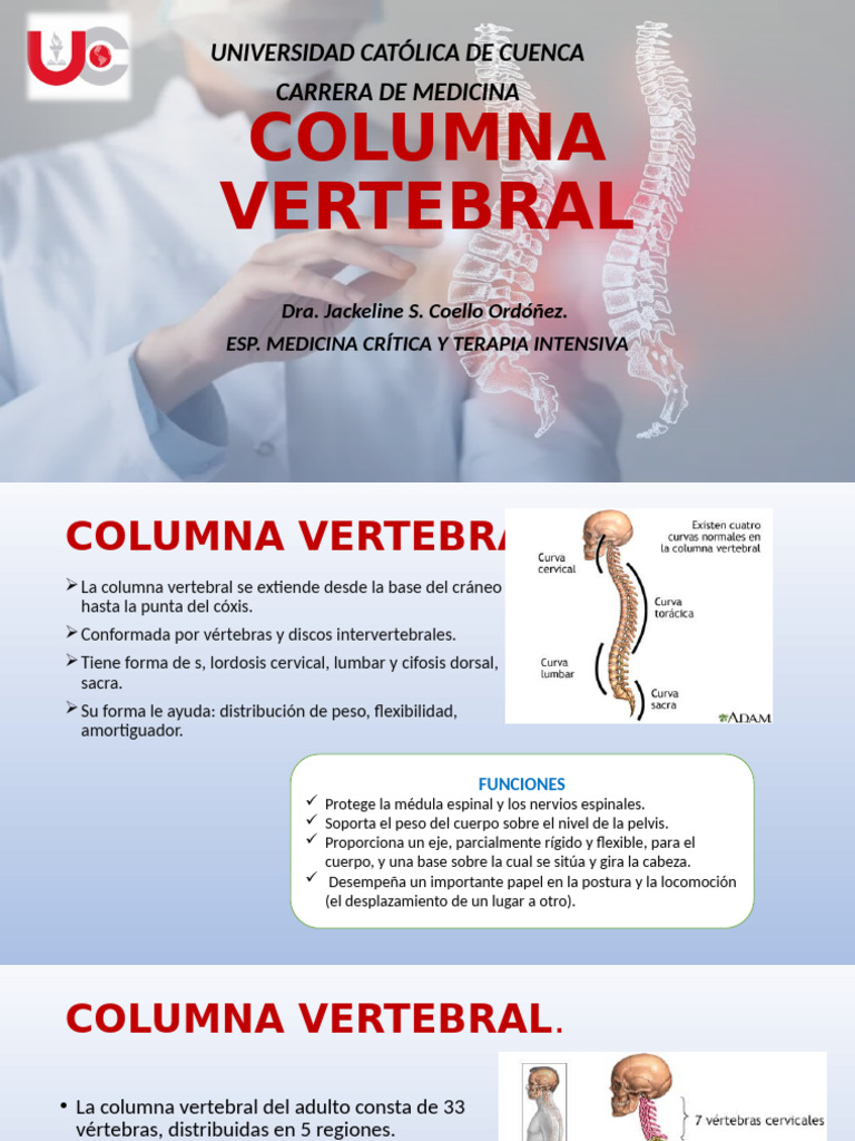 Estructura y Función de la Columna Vertebral | PDF | Vértebra | La ...