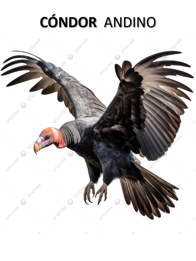 CONDOR | PDF