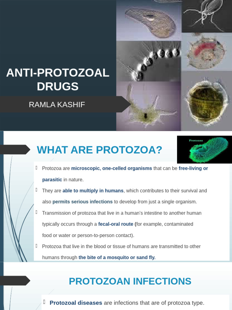 Anti-Protozoal Drugs | PDF | Plasmodium | Malaria