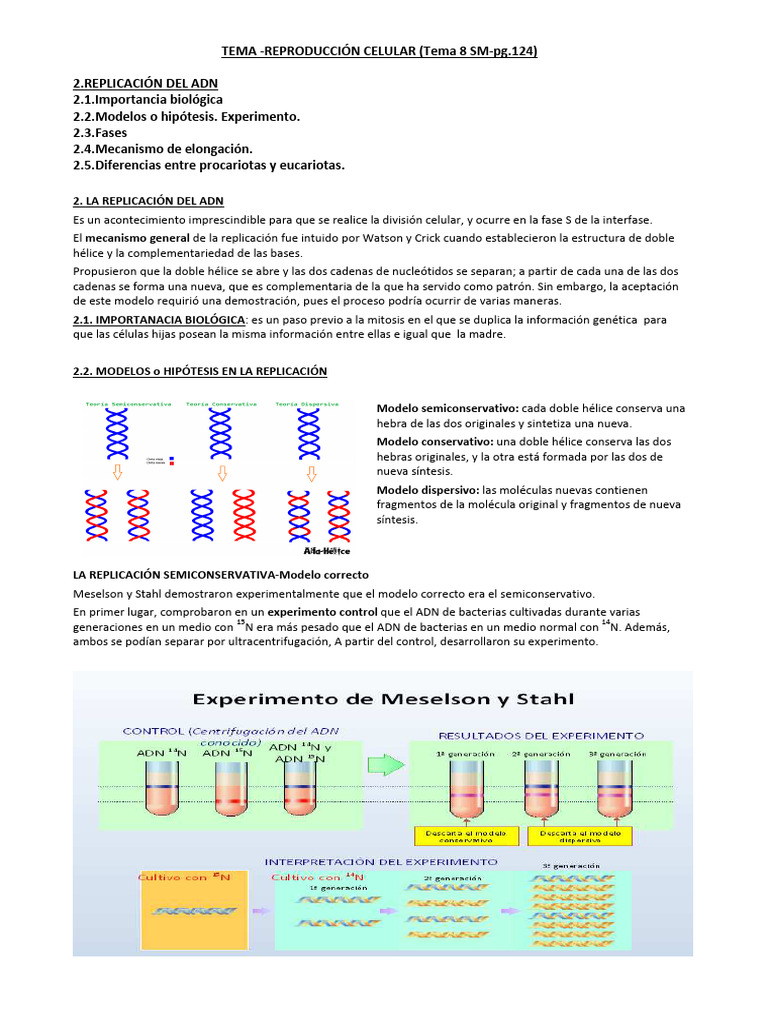 Replicación del ADN: Proceso y Modelos | PDF | Replicación De Adn | Adn