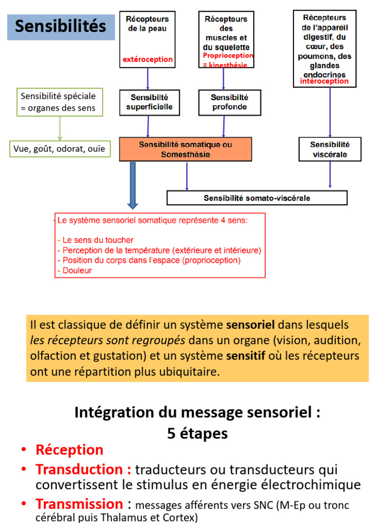 Systèmes sensoriels et leur fonctionnement | PDF | Somesthésie | Cortex ...