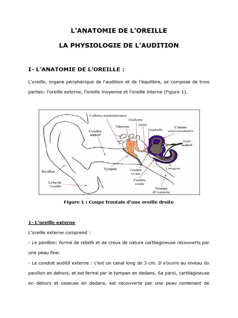 Anatomie et physiologie de l'oreille | PDF | Oreille | Système auditif