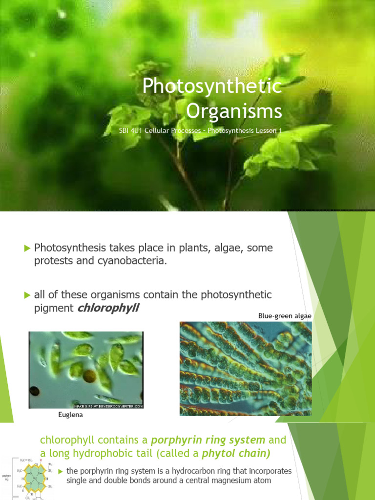 Overview of Photosynthetic Organisms | PDF | Photosynthesis | Chloroplast