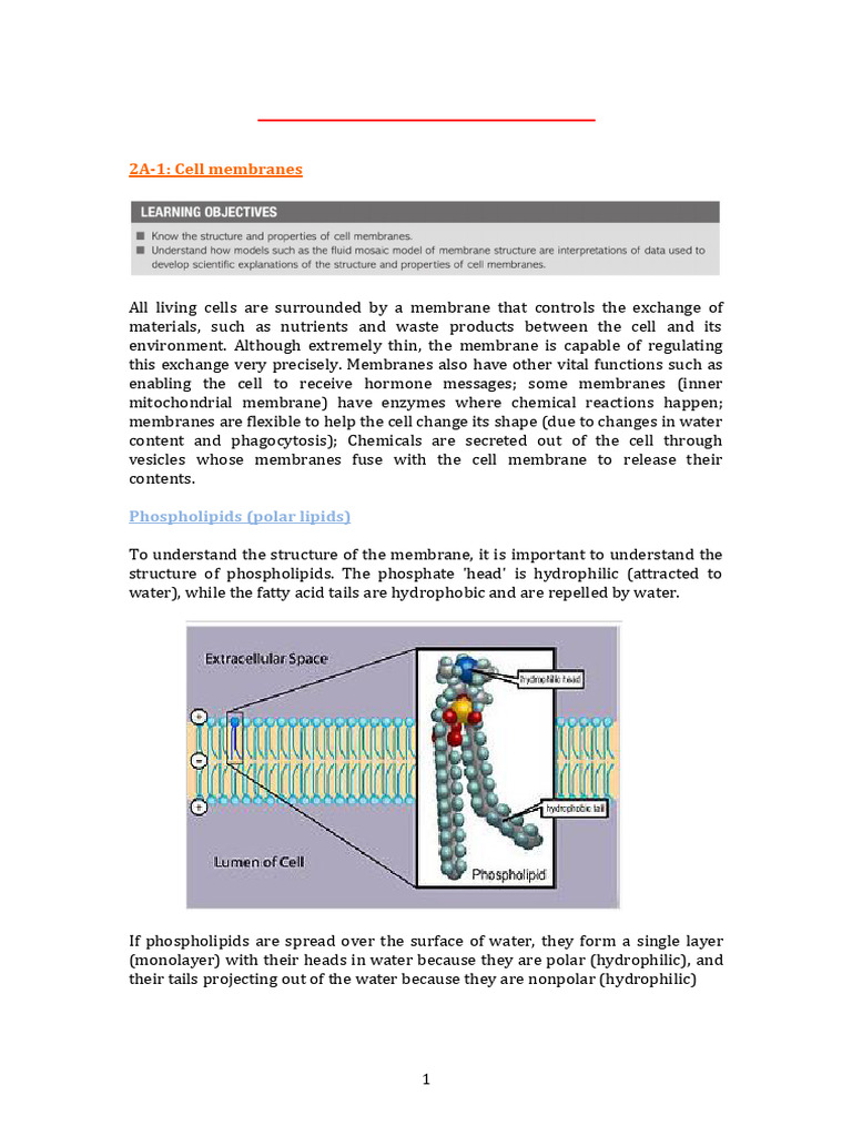 Cell Membrane Structure and Transport | PDF | Respiratory Tract | Cell ...