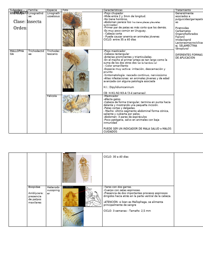 6 1 Piojos-Y-Pulgas | PDF | Insectos
