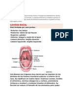 Anatomía Fisiológica de Las Piezas Dentales