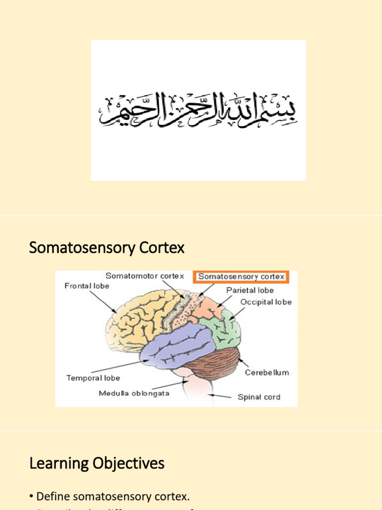 Somatosensory Cortex | PDF | Cerebral Cortex | Somatosensory System