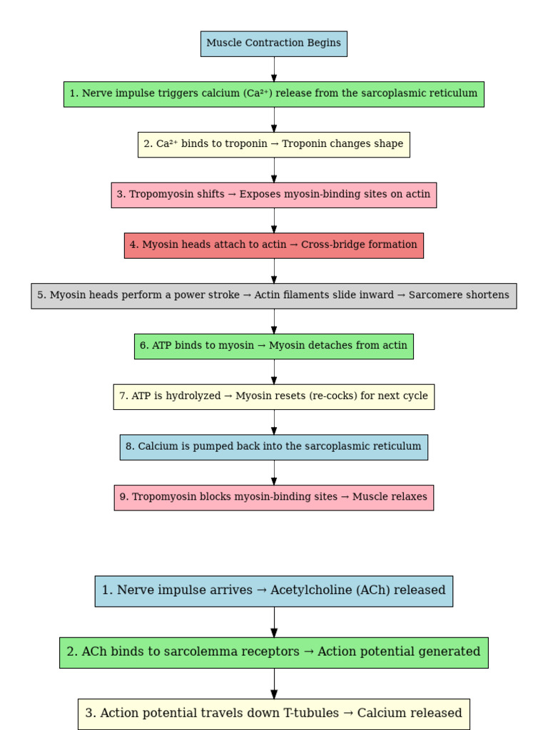 Muscle Contraction Process Explained | PDF