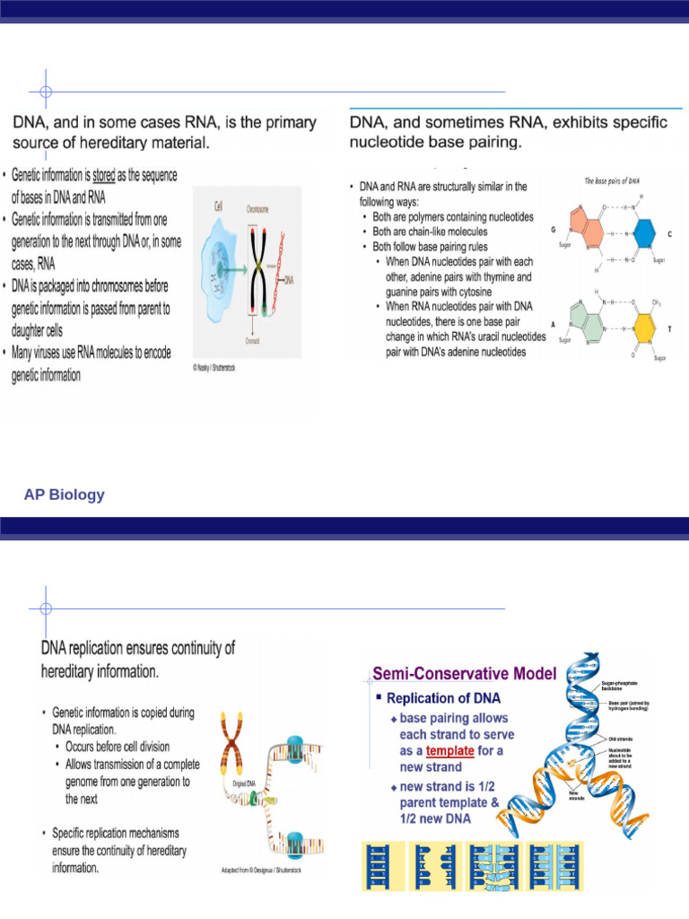 DNA Replication and Repair Mechanisms | PDF