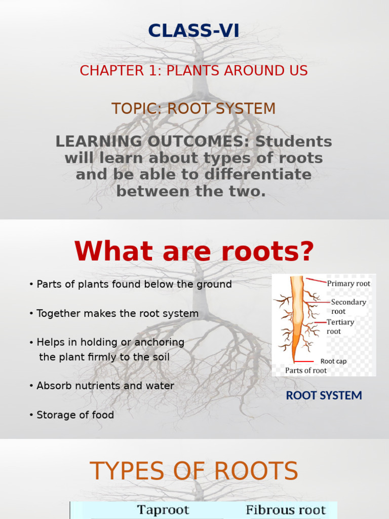 Roots and Its Classification | PDF