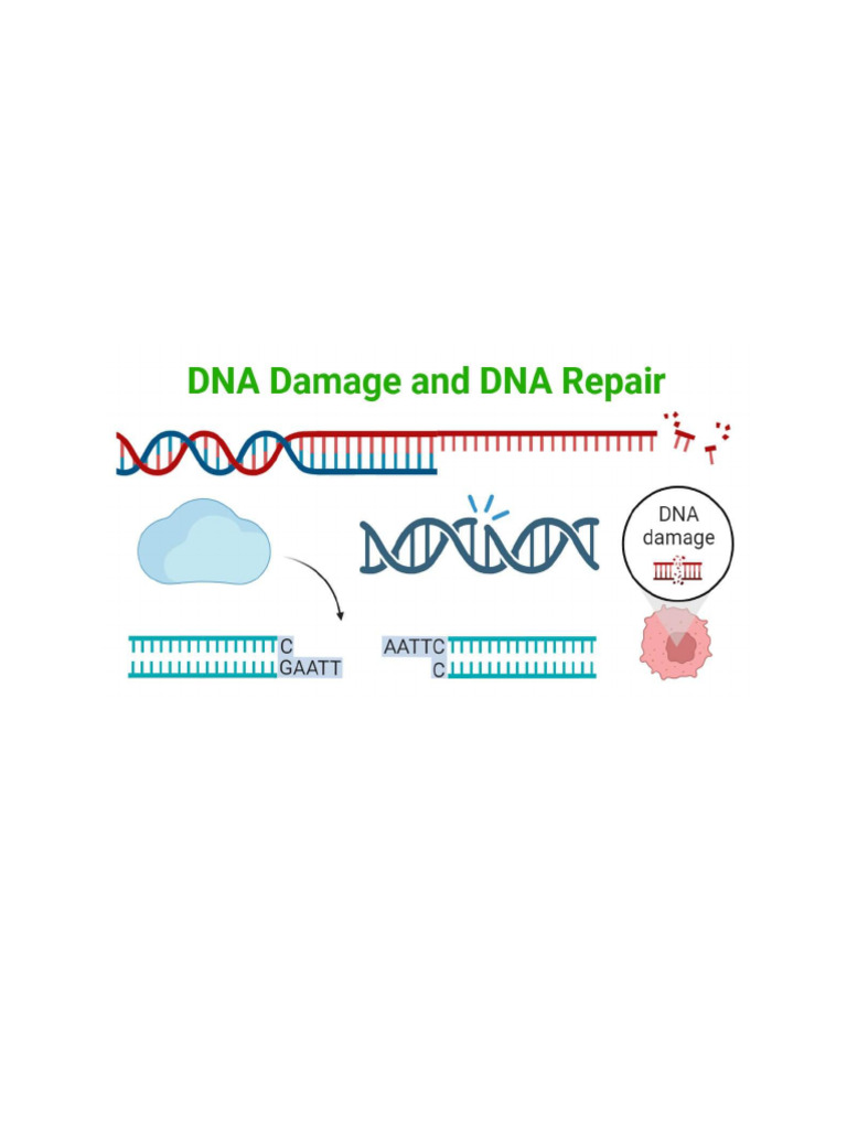 DNA Damage Types and Repair Mechanisms | PDF | Dna Repair | Dna