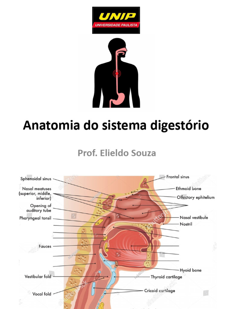 Anatomia Do Sistema Digestório | PDF