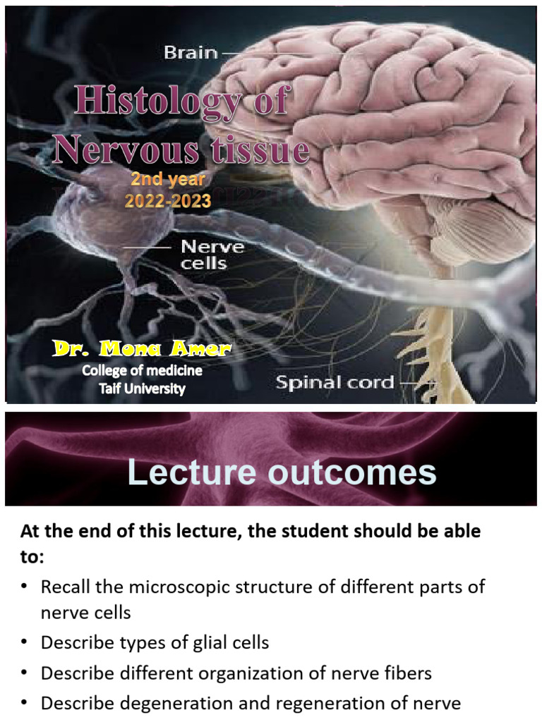 Final Nervous Tissue 2nd Year 2022-2023 | PDF | Myelin | Axon